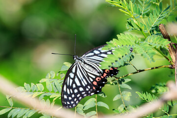 Fototapeta premium Red Ring Skirt Butterfly (Hestina assimilis) on Green Foliage