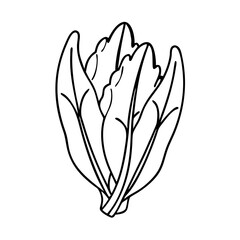 endive icon, endive vector illustration-simple illustration of endive, perfect for endive logos and icons