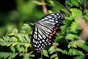 Red Ring Skirt Butterfly (Hestina assimilis) on Green Foliage