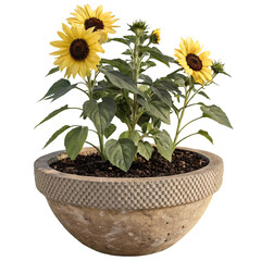 Obraz premium Bright Yellow Sunflowers in Textured Stone Pot, Isolated on White Background