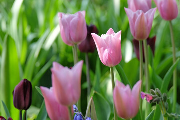 Pink Tulipa ‘Mistress Mystique’ triumph tulip in flower.