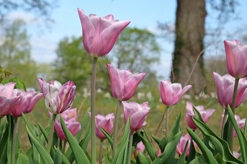 Pink Tulipa ‘Mistress Mystique’ triumph tulip in flower.