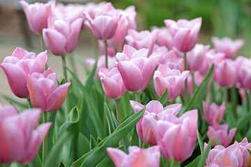 Naklejka premium Pink Tulipa ‘Mistress Mystique’ triumph tulip in flower.