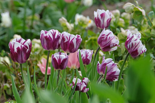 Purple and white variegated triumph Tulip &lsquo;Rems Favourite&rsquo; in flower.