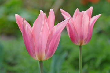 Large pink triumph Tulip, tulipa &lsquo;Neper&rsquo; in flower.