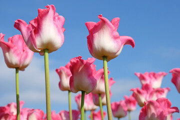 Tall pink and white coronet Tulip, tulipa &lsquo;Crown of Dynasty&rsquo; in flower.