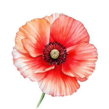 recommend clip art: Watercolor blooming red poppy flower clip art illustration
