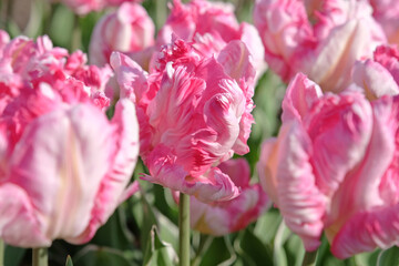 Pink and white frilled parrot Tulip, tulipa ‘Silver Parrot’ in flower.