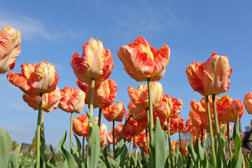 Obraz premium Orange and yellow frilled parrot Tulip, tulipa ‘Parrot King’ in flower.