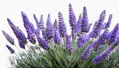 a calming composition featuring clusters of lavender against a white background