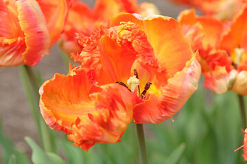 Naklejka premium Orange and yellow frilled parrot Tulip, tulipa ‘Parrot King’ in flower.