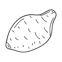 sweet potato icon, sweet potato vector illustration-simple illustration of sweet potato, perfect for sweet potato logos and icons