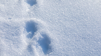 Fototapeta premium Animal footprints in fresh snow, winter wildlife tracking, seasonal nature exploration, Christmas holiday backdrop, frosty outdoor adventure