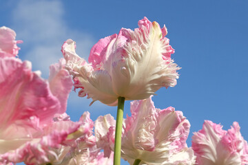 White and pink ruffled parrot Tulip, tulipa ‘Cabana’ in flower.