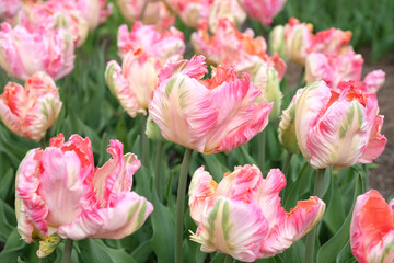 Cream, pink and green ruffled parrot Tulip, tulipa ‘Apricot Parrot’ in flower.
