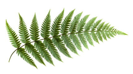 Elegant Fern Leaf Isolated on Transparent Background for Design Projects