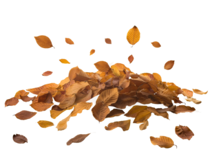 autumn falling dry leaves in motion with brown orange tones scattered by wind on isolated background
