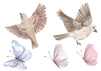 Obraz premium Birds, watercolor. Painted bird. Decor, decor set. Flight. Garden, nature. Butterfly. Natural elements for decor. Garden inhabitants.