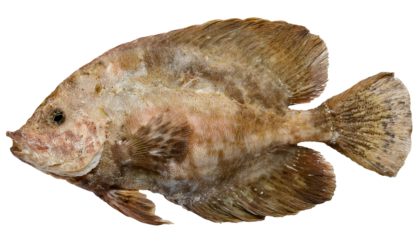 full body anglerfish with detailed scale texture and natural brown pattern on isolated background
