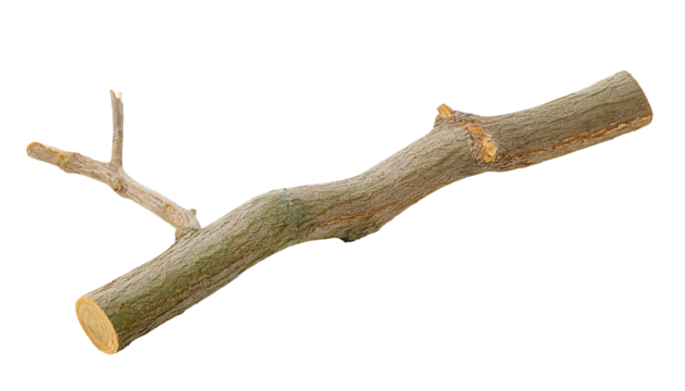 large broken tree branch with textured bark and splintered twigs, natural forest wood on isolated background
