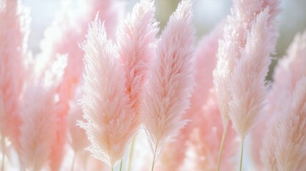 Pampas grass in soft pastel tones, a dreamy boho moment with ethereal lightness