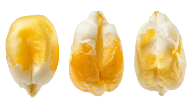 top view of three partially popped popcorn kernels with golden crispy texture and shiny surface on isolated background
