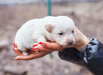 Small Puppy Held in Hand