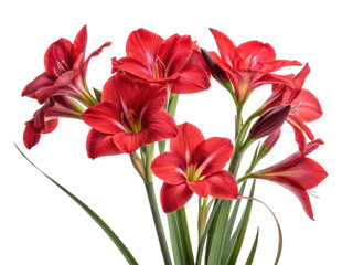 Fototapeta premium Vibrant red iris flowers bloom beautifully, showcasing their delicate petals and lush green leaves, creating stunning floral display