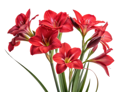 Vibrant red iris flowers bloom beautifully, showcasing their delicate petals and lush green leaves, creating stunning floral display