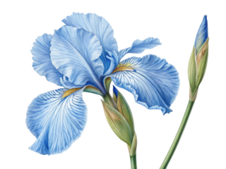 stunning iris flower with delicate blue petals showcases intricate details and vibrant colors, embodying nature beauty and elegance