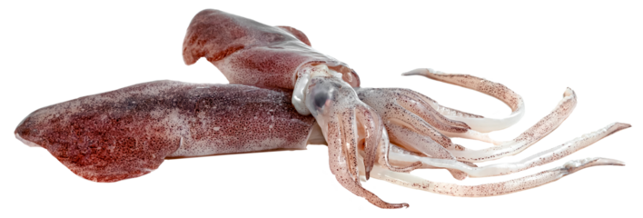 raw squid isolated