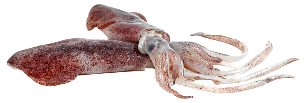 raw squid isolated