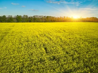 Fototapete Aerial Landscape Yellow Rapeseed Field © Ryzhkov Oleksandr