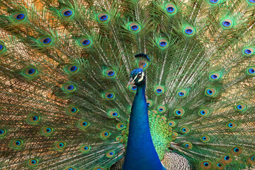 Fototapeta premium Indian peafowl, Pavo cristatus (Aves: Phasianidae) also known as the common peafowl or blue peafowl