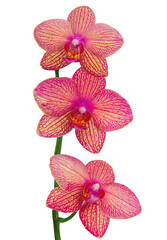 Storczyki. Orchidea.  © Janusz Lipiński