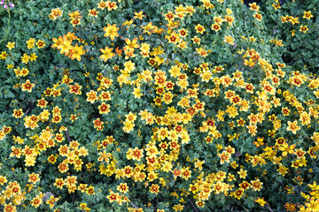 Beautiful Apache beggarticks (bidens ferulifolia) flowers.