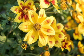 Beautiful Apache beggarticks (bidens ferulifolia) flowers.