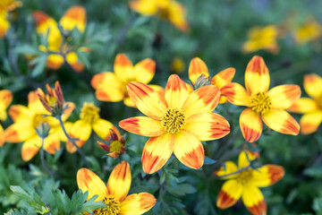 Beautiful Apache beggarticks (bidens ferulifolia) flowers.