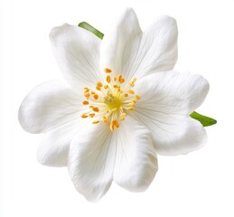 Fototapeta premium Single white flower, close-up, isolated. Delicate petals, vibrant yellow center