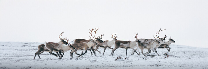 Heard of reindeer in Kirkenes, Norway