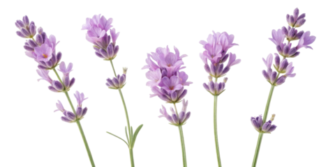 Lavender flowers bloom gracefully with delicate purple petals creating serene and calming atmosphere in any setting