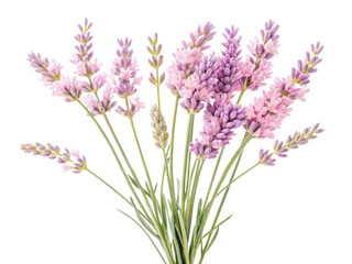 Obraz premium Lavender flowers bloom beautifully in shades of purple and pink, creating serene and calming atmosphere in any setting