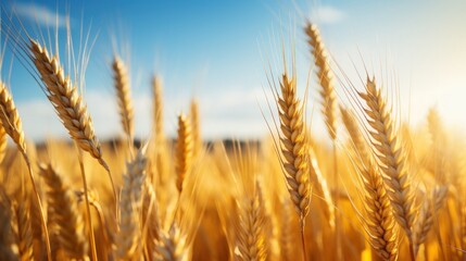 Fototapeta premium Field of ripe golden yellow wheat in the blue sky background. Generate AI image