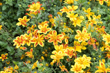 Beautiful Apache beggarticks (bidens ferulifolia) flowers.