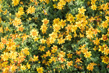 Beautiful Apache beggarticks (bidens ferulifolia) flowers.