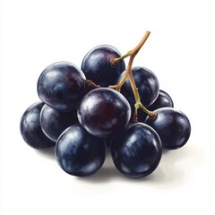 Fototapeta premium Fresh, plump dark purple grapes on a stem. Clusters of juicy, ripe grapes. High-quality, detailed illustration of a bunch of dark grapes