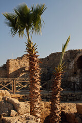 Obraz premium Palm trees at an archeological site in Israel.