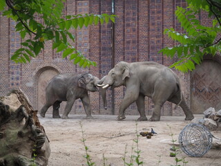 Elephant and baby elephant are playing at the Leipzig Zoo