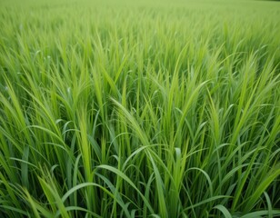 A vibrant field of lush green grass stretches endlessly under a clear blue sky, with gentle breezes creating soft ripples across the blades, inviting a sense of tranquility and peace.