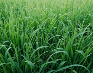 A vibrant field of lush green grass stretches endlessly under a clear blue sky, with gentle sunlight casting soft shadows, creating a serene and peaceful outdoor atmosphere.